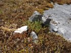Schopfloch 24.05.2025